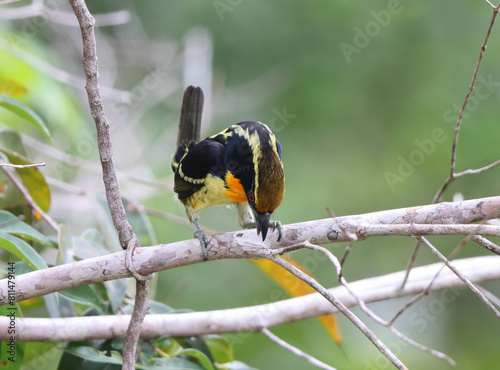 The gilded barbet (Capito auratus) is a species of bird in the family Capitonidae. This photo was taken in Colombia.