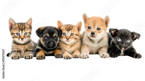 Cute puppy and kitten, cute dogs and cats group isolated on transparent background © AuroraCrafts