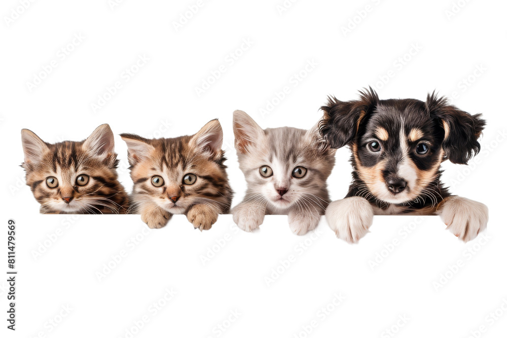 Obraz premium Cute puppy and kitten group hanging or peeking over web banner