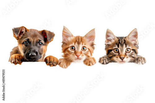 Cute baby puppy and kitten hanging or peeking over web banner