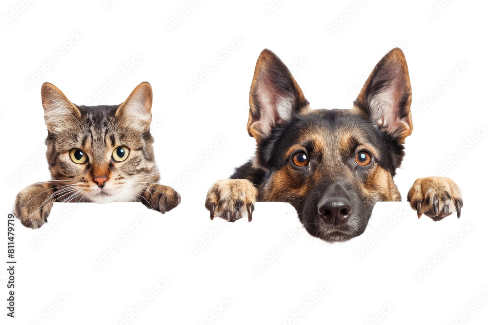 Curious cat and dog hanging or peeking over web banner Curious cat and dog hanging or peeking over web banner