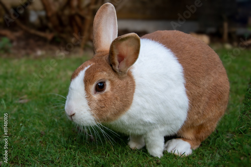Dutch brown rabbit