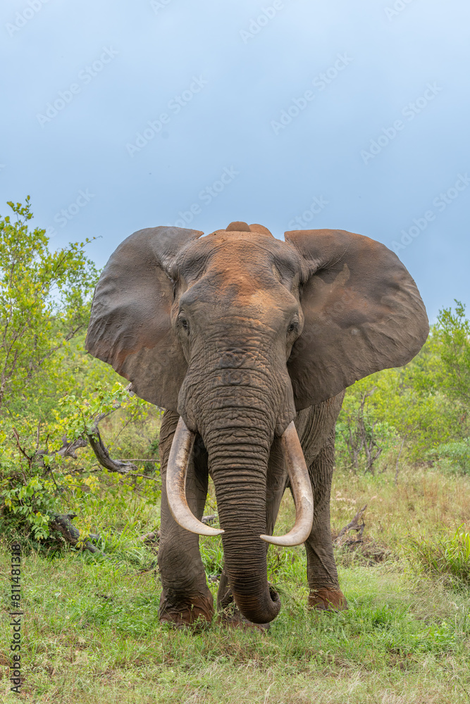 Obraz premium Bull elephant Kruger Park