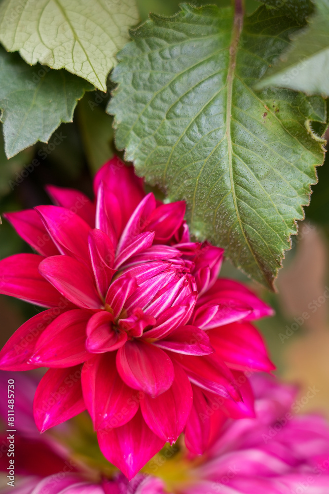 dahlia flower dahlia flower