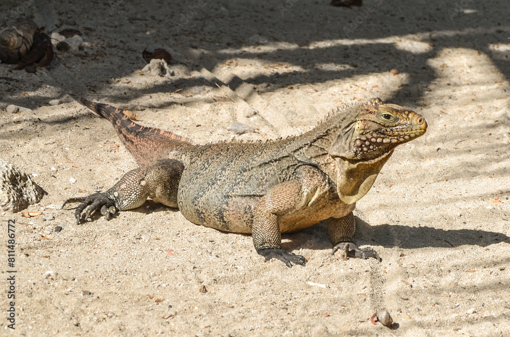 Giant lizard on Cayo Blanco, Cuba Giant lizard on Cayo Blanco, Cuba