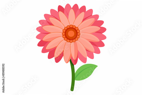 gerbera flower vector illustration