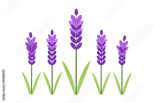 lavender flower vector illustration