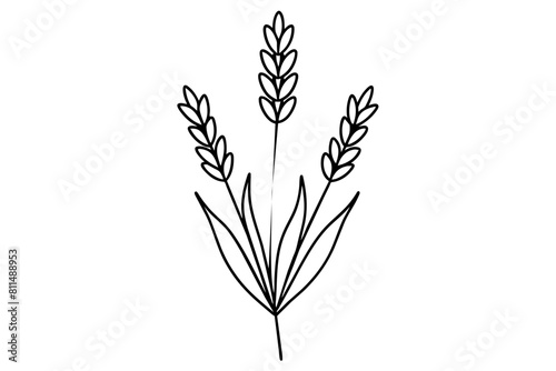 lavender flower vector illustration