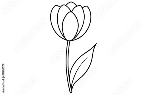 tulip vector illustration