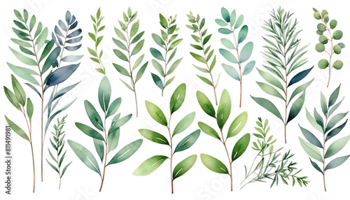 Wallpaper Mural botanical watercolor set branches white background spring grass illustration floral leaves design rbs hand print eucalyptus painted plant tree branch leaf april autumn birthday blossom card Torontodigital.ca