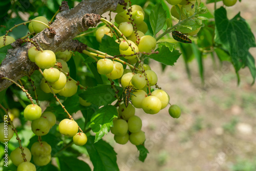 The gooseberry tree is full of light green fruit.