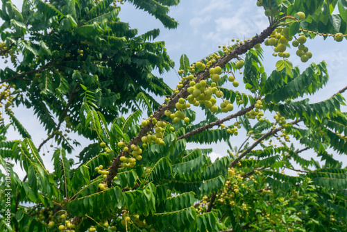 The gooseberry tree is full of light green fruit.