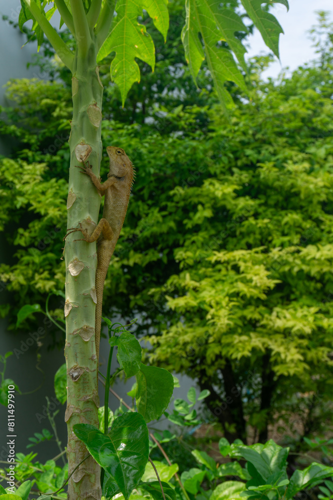 Fototapeta premium A light brown chameleon sits on a papaya tree.