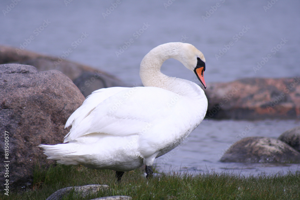 Fototapeta premium Mute swan cygnus olor and lake