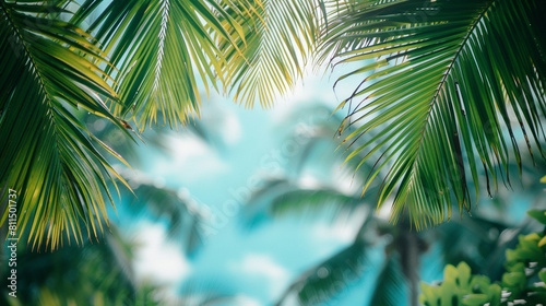 Plain backdrop with a coconut tree leaf