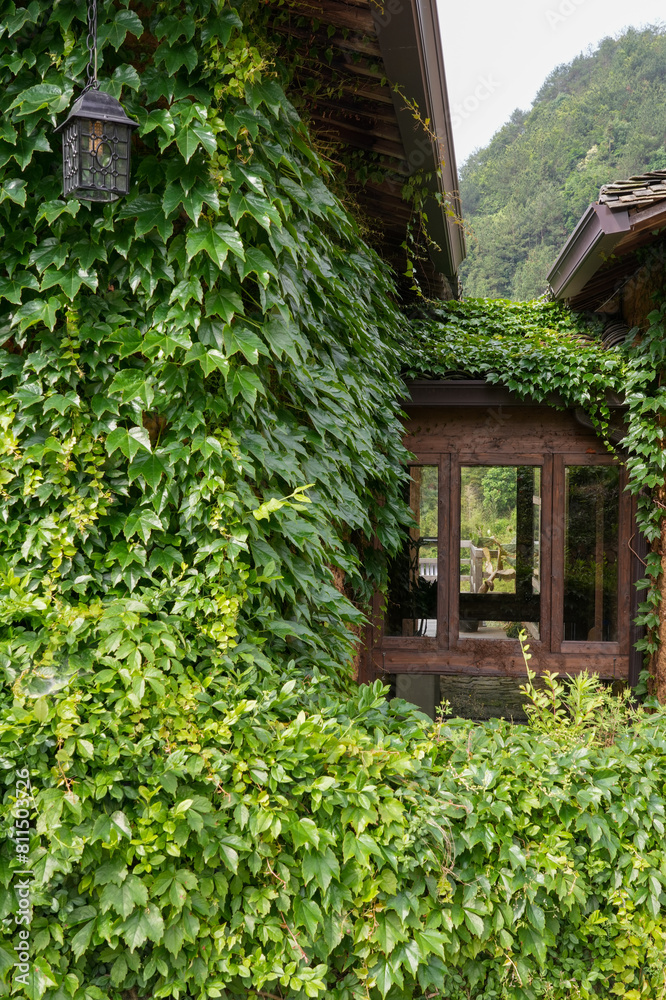 Fototapeta premium old house with ivy