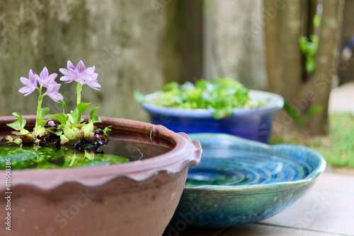 睡蓮鉢が並ぶ涼しげな中庭 日本の夏の景色 納涼 夏の風物詩 和風と洋風がブレンドされた庭