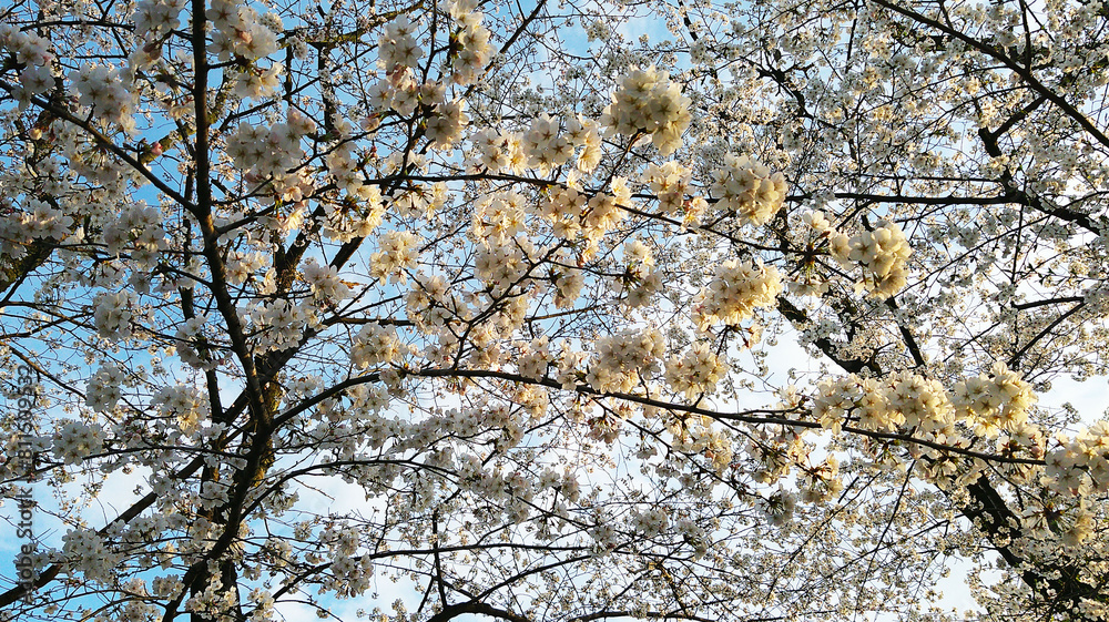 branches of a tree flower in summer season branches of a tree flower in summer season