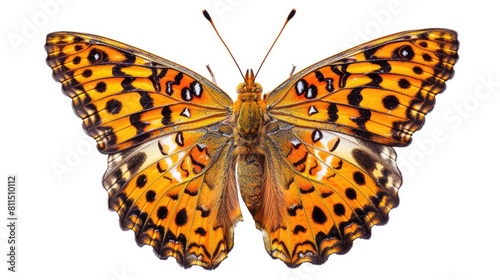 Isolated white background image of the Titania s Fritillary butterfly from a dorsal perspective