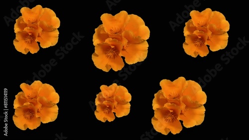 Eschscholzia californica Orange King openning in timelapse mode. Flowers of Eschscholzia bloom in time-lapse mode.	 photo