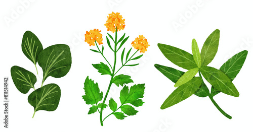 green vegetable and herb