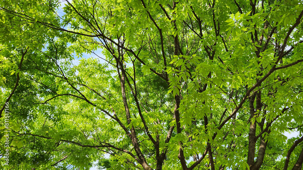 green leaves background green leaves background