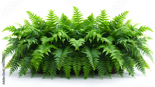Green Leaves Tropical Foliage Plant Bush of Casc, A solitary bushy Nephrolepis species with lush green foliage and cascading fishtail fronds