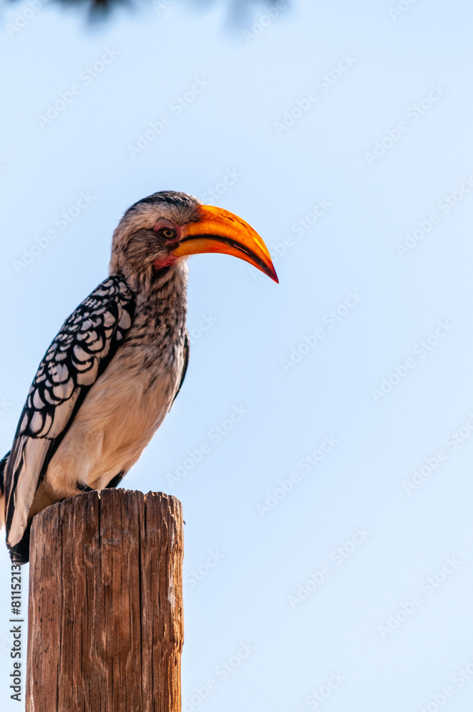 A Southern yellow-billed hornbill -Tockus leucomelas- sitting on a branch of a tree A Southern yellow-billed hornbill -Tockus leucomelas- sitting on a branch of a tree