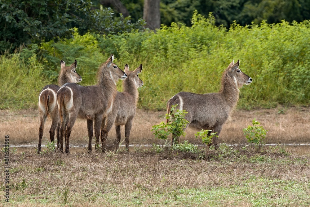 Waterbuck (Kobus ellipsiprymnus) in South Luangwa National Park. Zambia. Africa. Waterbuck (Kobus ellipsiprymnus) in South Luangwa National Park. Zambia. Africa.