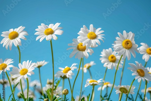 Daisies in the field against a blue sky. Generative AI. © VISUAL BACKGROUND