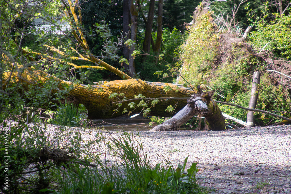 Obraz premium A fallen tree in the sun