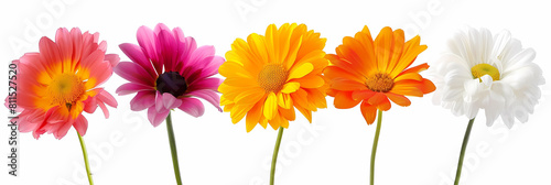 aster flower vector flowers in various shades of pink, yellow, and white are arranged in a row on a isolated background the flowers are supported by green stems