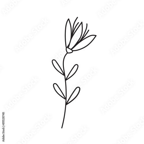 plant  vector  outline  flower  floral  sketch  botanical  illustration  line  herb  leaf  set  design  summer  nature  isolated  blossom  doodle  art  graphic  collection  garden  drawing  spring