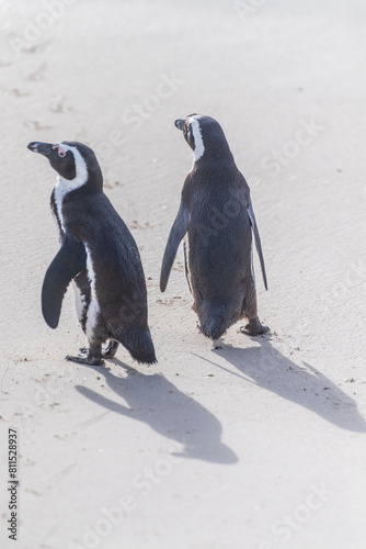 Telephoto shot of two African Penguins  Spheniscus demersus  strolling along Boulders beach  in South Africa.