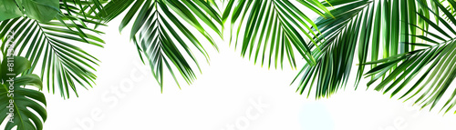 tropical palm leaf vector background with a green tree in the foreground