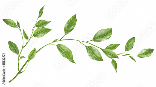 vector  plant stem with green leaves on isolated background