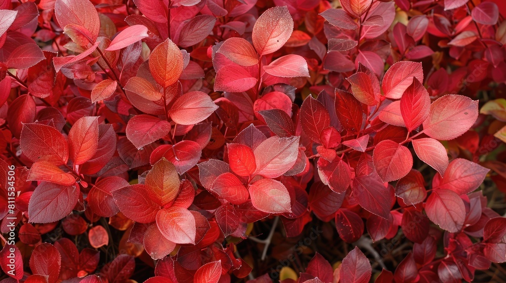 Red foliage on shrub in the garden