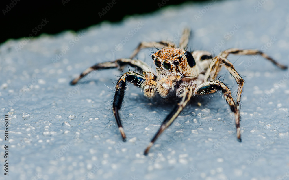 Close up a colorful jumping spider on cement floor, Selective focus, macro shot, Thailand. Close up a colorful jumping spider on cement floor, Selective focus, macro shot, Thailand.