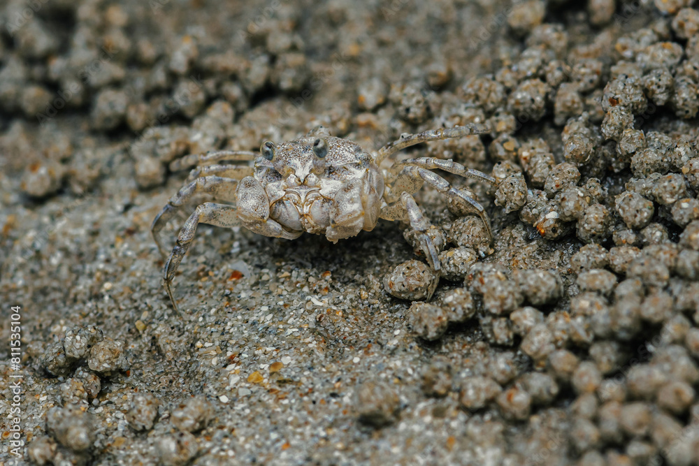 Sand Crab bubblers appear on the sand of the beach, Balls of sand made from crabs making a pattern, Crab holes on beach sand. Sand Crab bubblers appear on the sand of the beach, Balls of sand made from crabs making a pattern, Crab holes on beach sand.