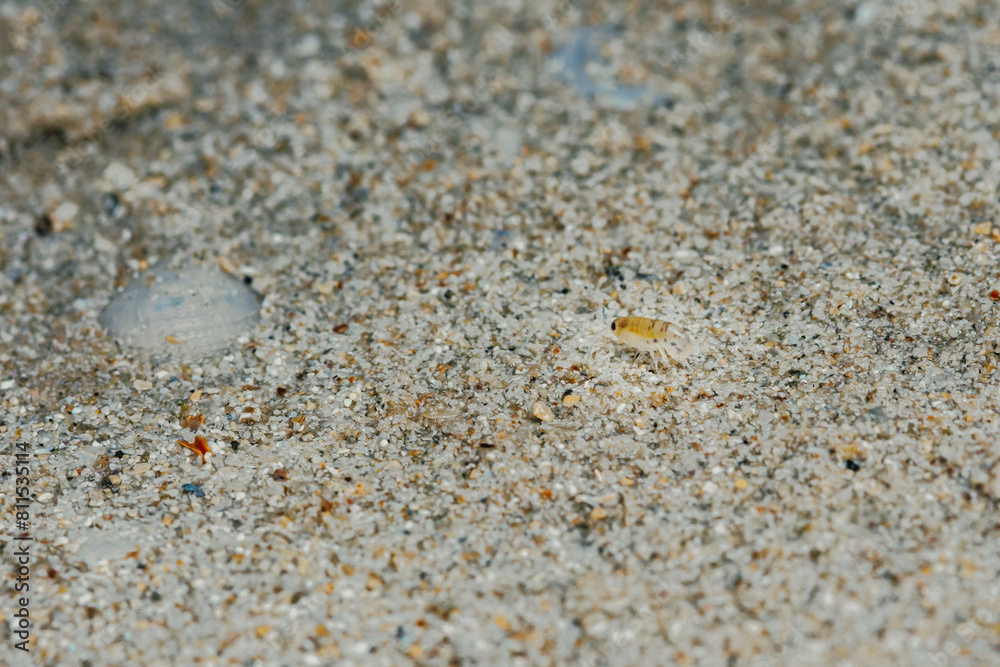 Sand flea or Sand hopper on the sea sand. Sand flea or Sand hopper on the sea sand.