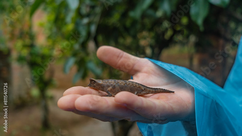 A tiny chameleon brookesia stumpffi sits on the palm of a man's hand. The eyes, patterns on the pimples skin are visible. Profile view. Close-up.Madagascar. Kennel reptiles Peyriyar photo