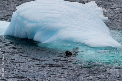 Telephoto of a leopard seal - Hydrurga leptonyx- falling off an iceberg. Image taken near the entrance of the Lemaire Channel, on the Antarctic Peninula photo
