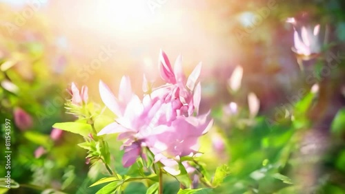 Blooming Spider Flower or Cleome Espinosa against the Sun in a morning, photo