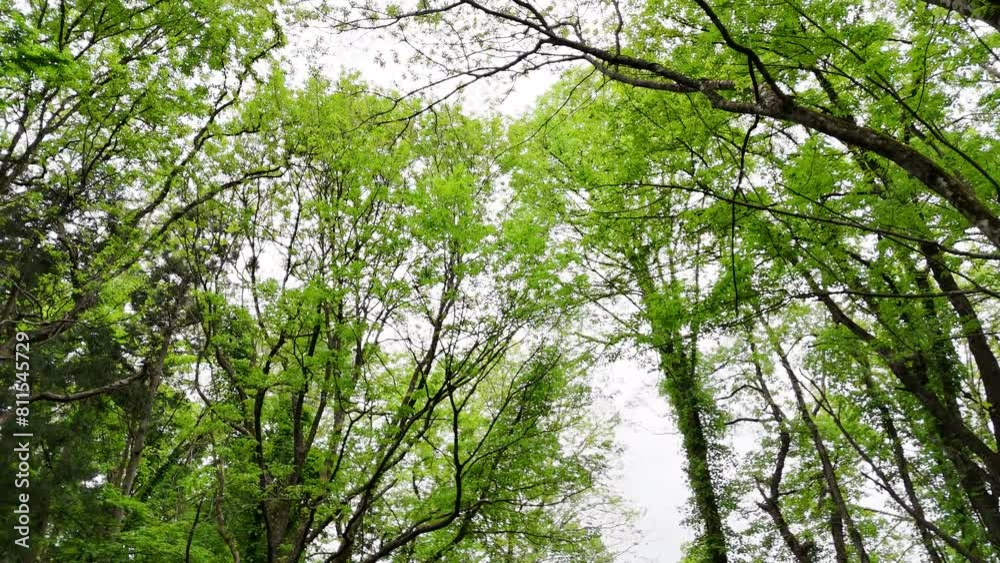 さわやかな森林 木漏れ日 グリーンイメージ 移動撮影 さわやかな森林 木漏れ日 グリーンイメージ 移動撮影