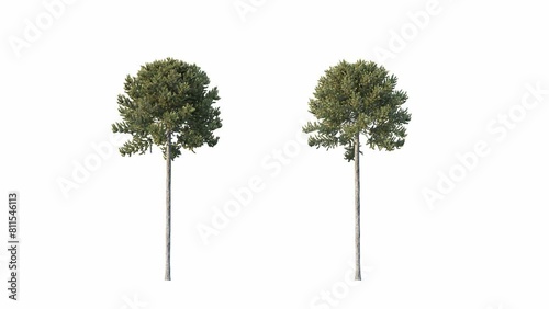 Trees grow from small to large. Growing tree on transparent alpha background. 3D realistic fall tree season. Wind blowing leaves moving. photo