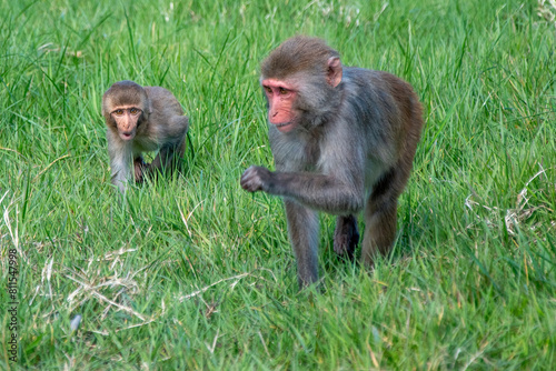 Mother and baby monkey