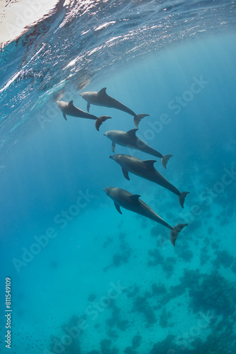 Common bottlenose dolphin tursiops truncatus underwater