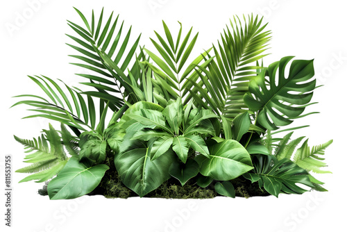 Tropical plant isolated on white background 