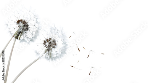 Beautiful puffy dandelion blowball and flying seeds isolated on transparent background photo