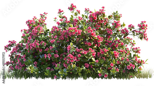 bush of flowers isolated on transparent background 
